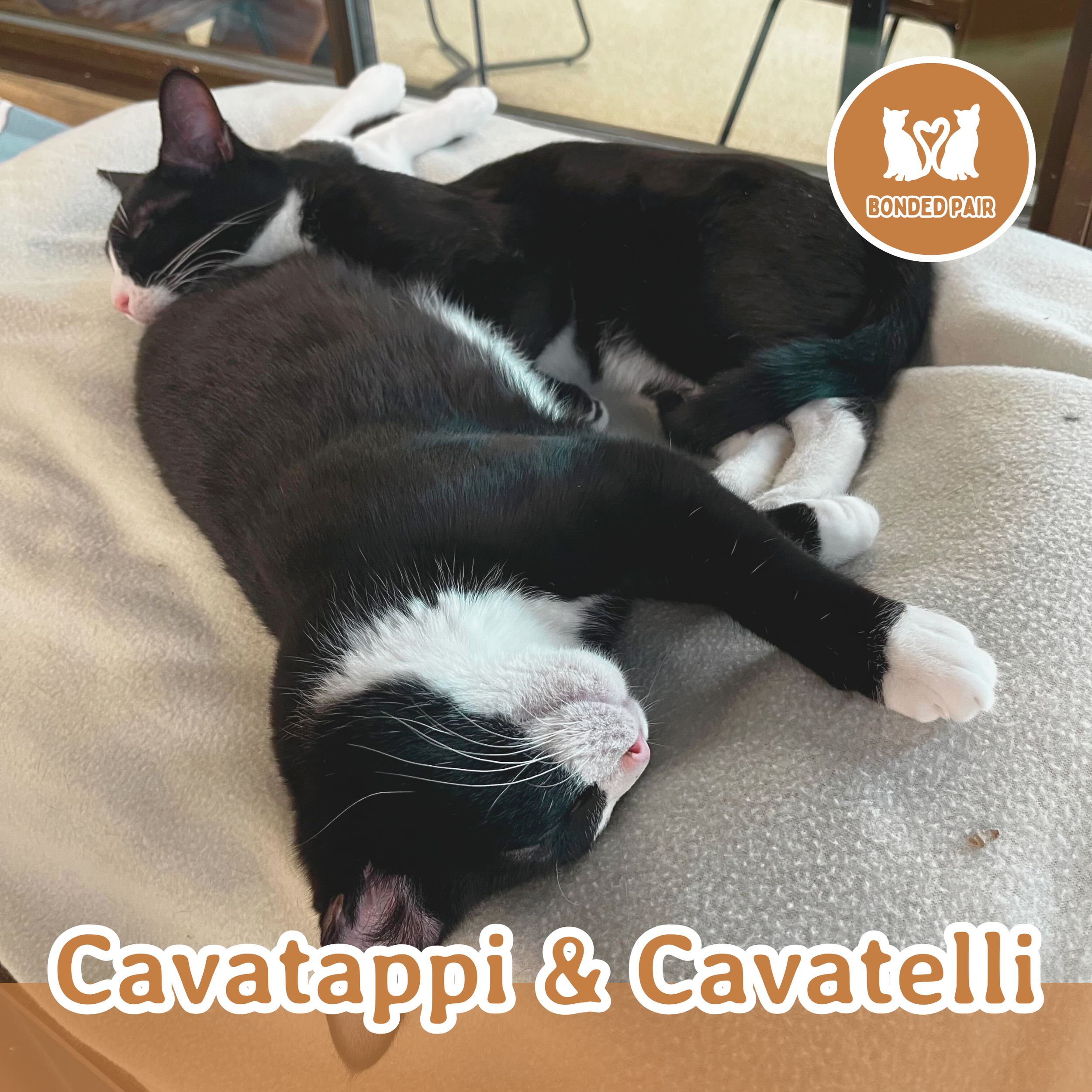 Meet the Cats — Wired Whisker | Cat Cafe
